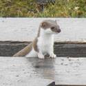 An ermine pokes its head out from the boardwalk.